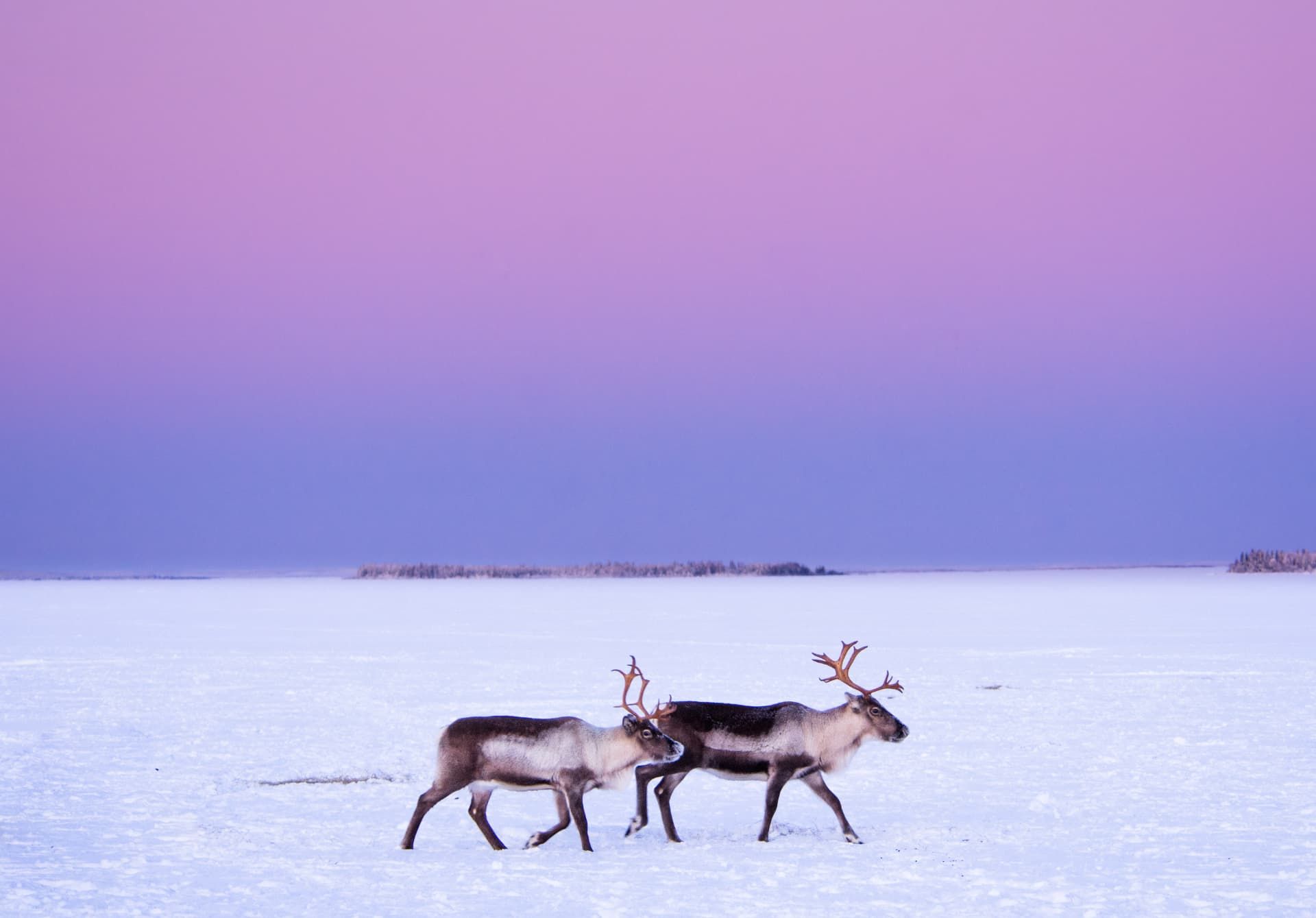 Two reindeer crossing a frozen snow-covered plain under a pink and violet blue-hour sky in Swedish Lapland