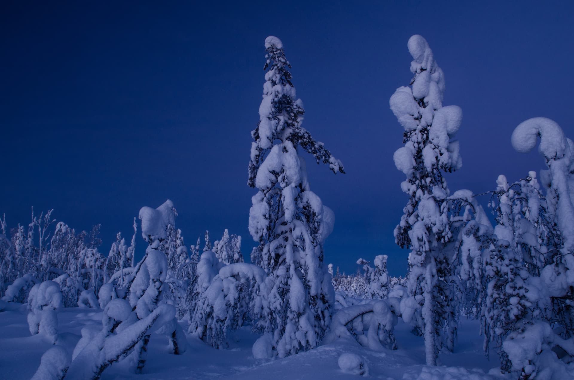 Snow-laden spruce trees under deep blue Arctic twilight in Swedish Lapland